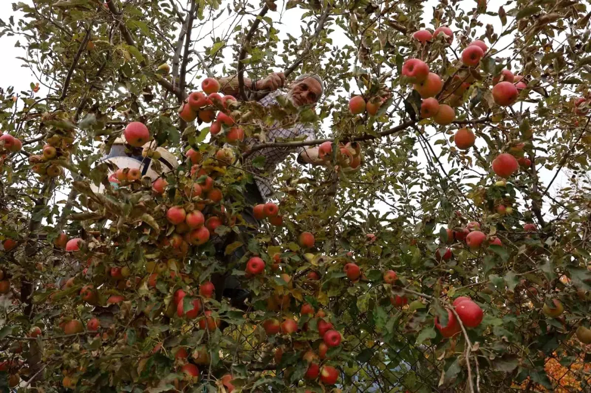 Aydın Dağları’nda Elma Hasadı Başarıyla Tamamlandı